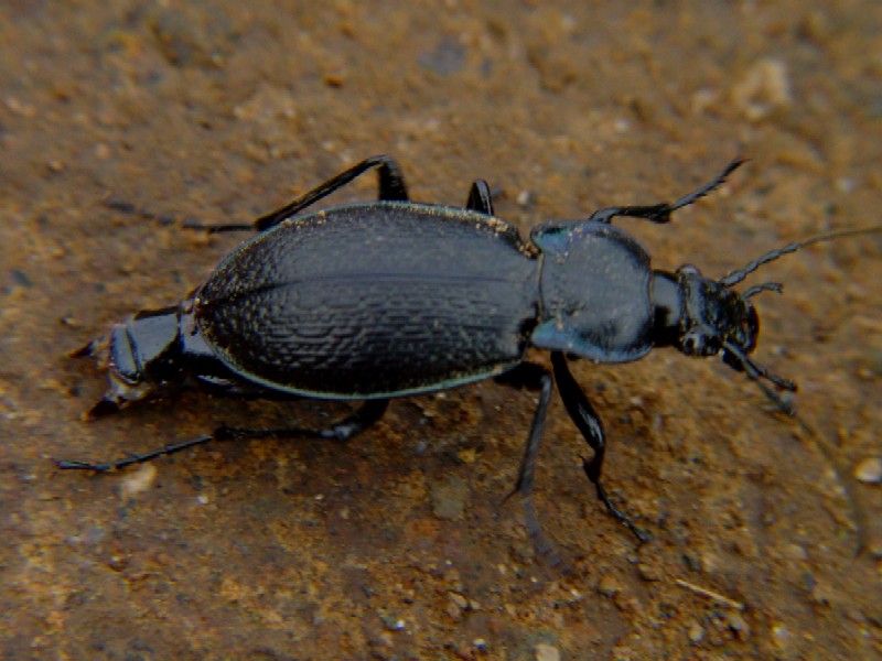 Nei pressi della necropoli di Cerveteri